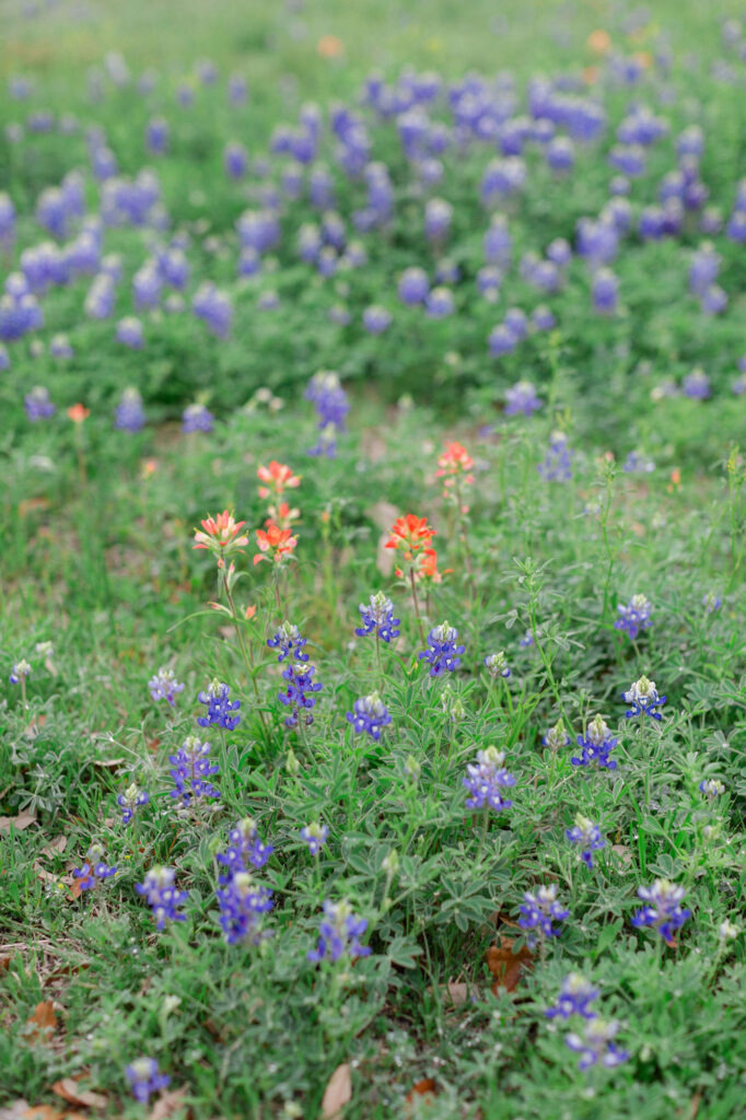 field of flowers at Ma Maison, a wedding venue in Austin, TX