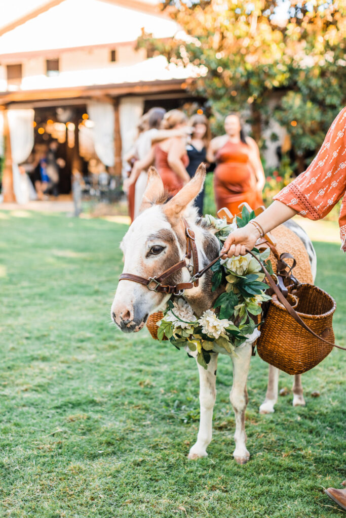 Mini donkey with floral garland offering unique ideas
